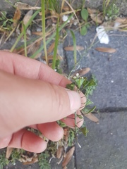 Capsella bursa-pastoris