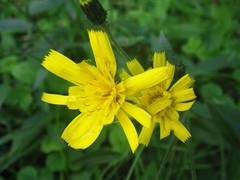 Hieracium laevigatum