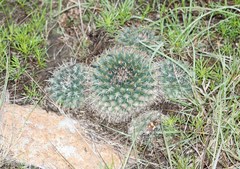 Mammillaria uncinata