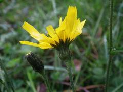 Hieracium laevigatum