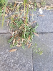 Capsella bursa-pastoris