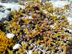 Dracophyllum muscoides