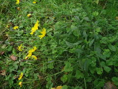 Hieracium laevigatum