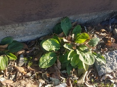 Plantago