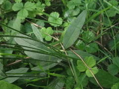 Hieracium laevigatum