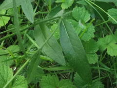 Hieracium laevigatum