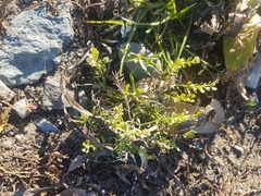 Brassicaceae