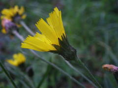 Hieracium laevigatum