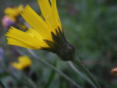Hieracium laevigatum