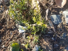 Brassicaceae