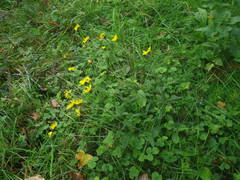 Hieracium laevigatum