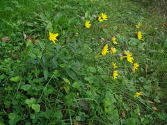 Hieracium laevigatum