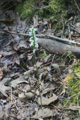 Spiranthes niklasii