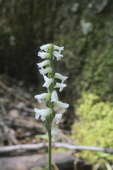 Spiranthes niklasii