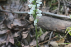 Spiranthes niklasii