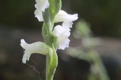 Spiranthes niklasii