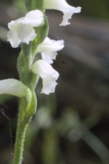 Spiranthes niklasii