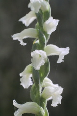 Spiranthes niklasii