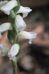 Spiranthes niklasii