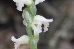 Spiranthes niklasii