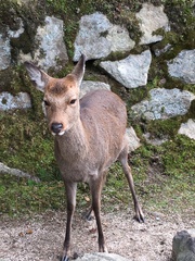 Cervus nippon