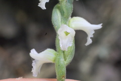 Spiranthes niklasii