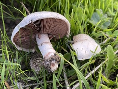 Agaricus incultorum