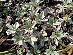 Brachyglottis revoluta