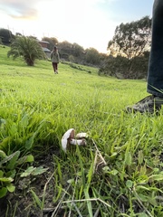 Agaricus incultorum