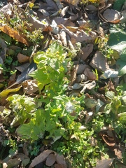 Galinsoga quadriradiata