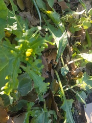 Senecio vulgaris