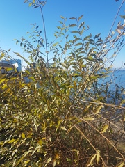 Ulmus pumila