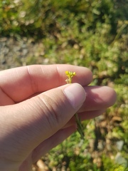 Sisymbrium officinale