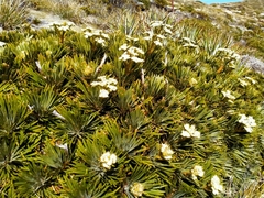 Aciphylla crosby-smithii