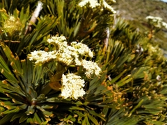 Aciphylla crosby-smithii