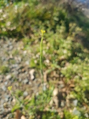 Sisymbrium officinale