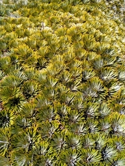 Aciphylla crosby-smithii