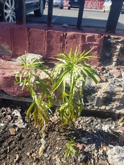 Artemisia selengensis