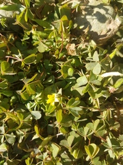 Oxalis corniculata