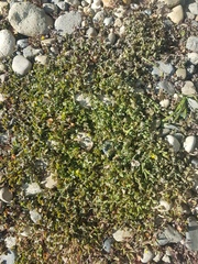 Oxalis corniculata