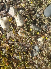 Oxalis corniculata
