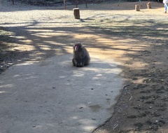 Macaca fuscata fuscata