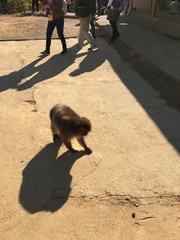 Macaca fuscata fuscata