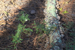 Symphyotrichum lanceolatum lanceolatum