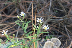 Symphyotrichum lanceolatum lanceolatum