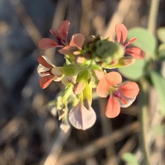 Indigastrum costatum image