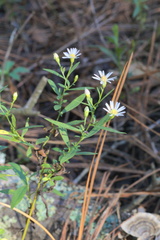 Symphyotrichum lanceolatum lanceolatum