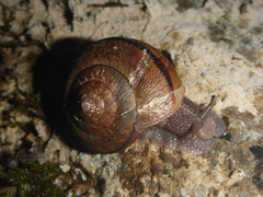 Helminthoglypta arrosa