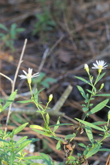 Symphyotrichum lanceolatum lanceolatum