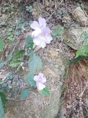 Strobilanthes tetrasperma